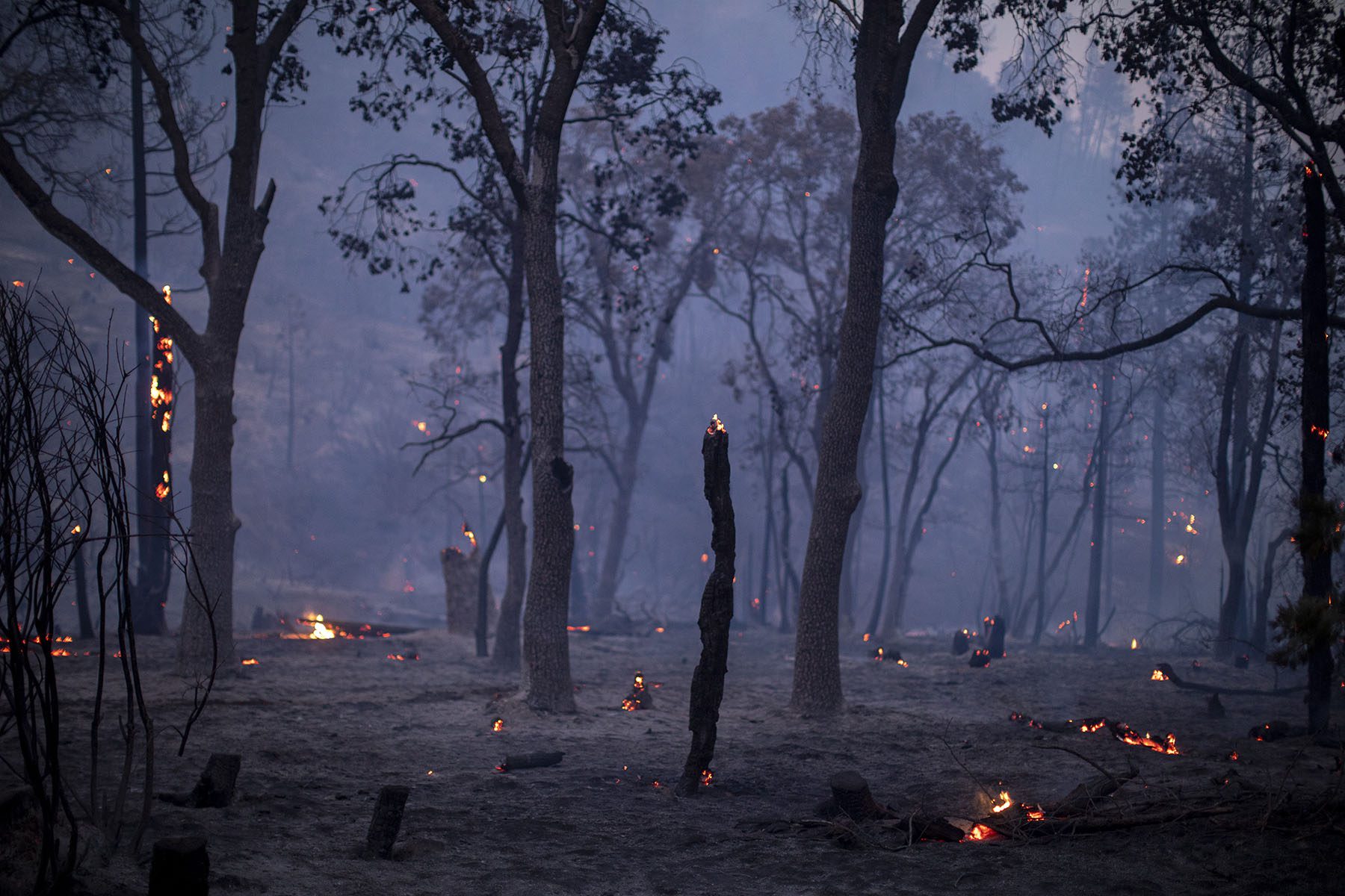 Ambers burn all around the forest floor.