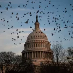 A flock of birds fly near the U.S. Capitol