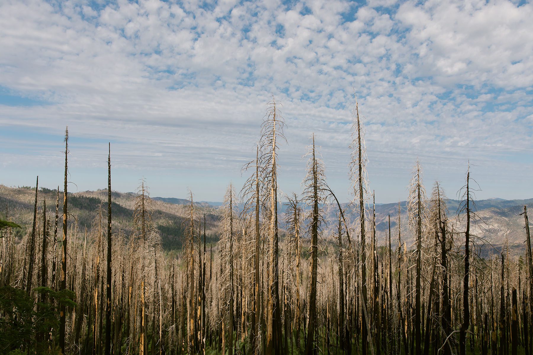 Signs of past wildland fires along highway 41 in Yosemite National Park, like burnt pine trees.