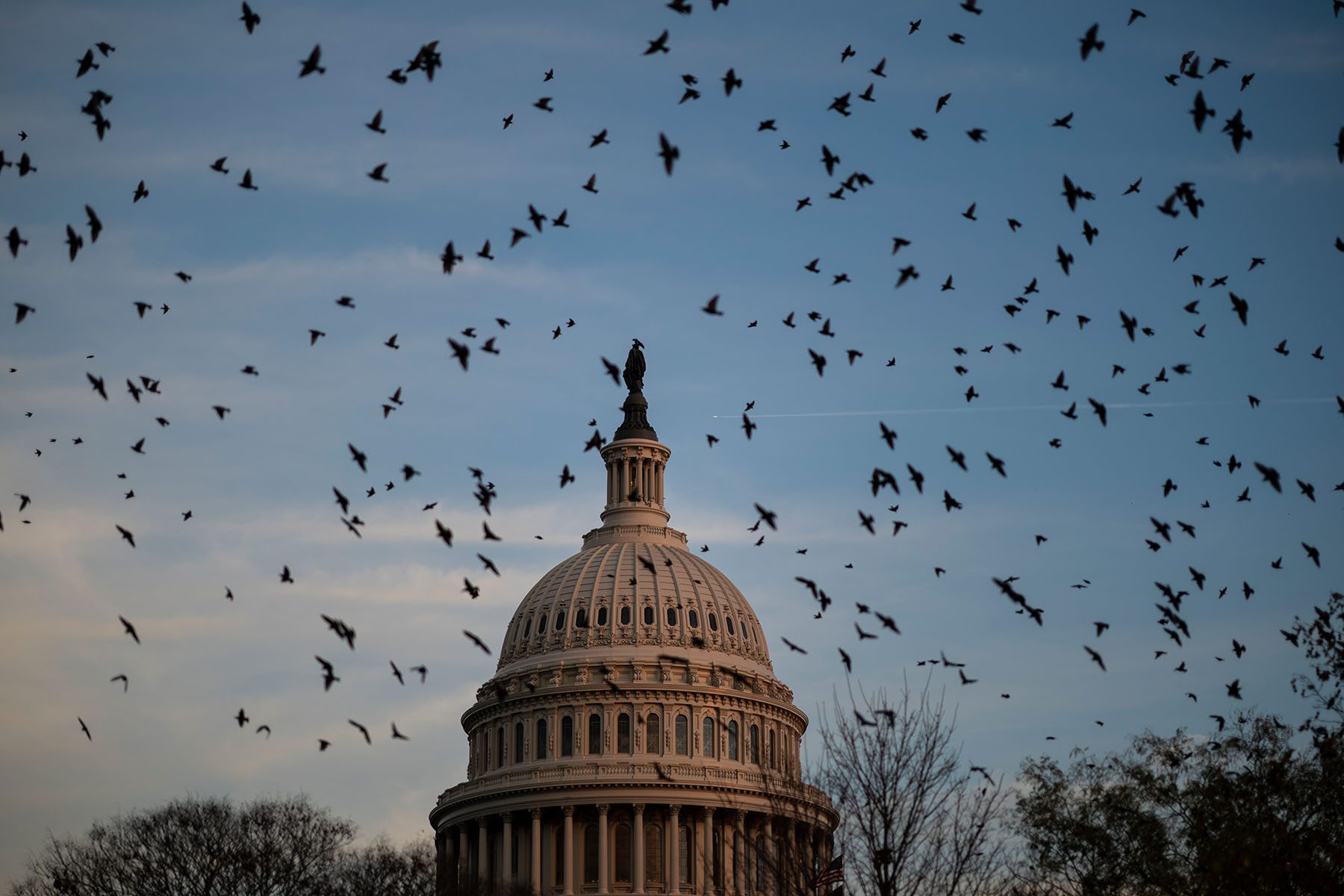 A flock of birds flies near the U.S. Capitol at dusk.