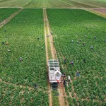 An aerial view from a drone shows farm workers as they fill up bins in the back of a truck with vegetables harvested at a Florida City farm.