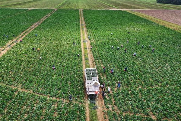 An aerial view from a drone shows farm workers as they fill up bins in the back of a truck with vegetables harvested at a Florida City farm.