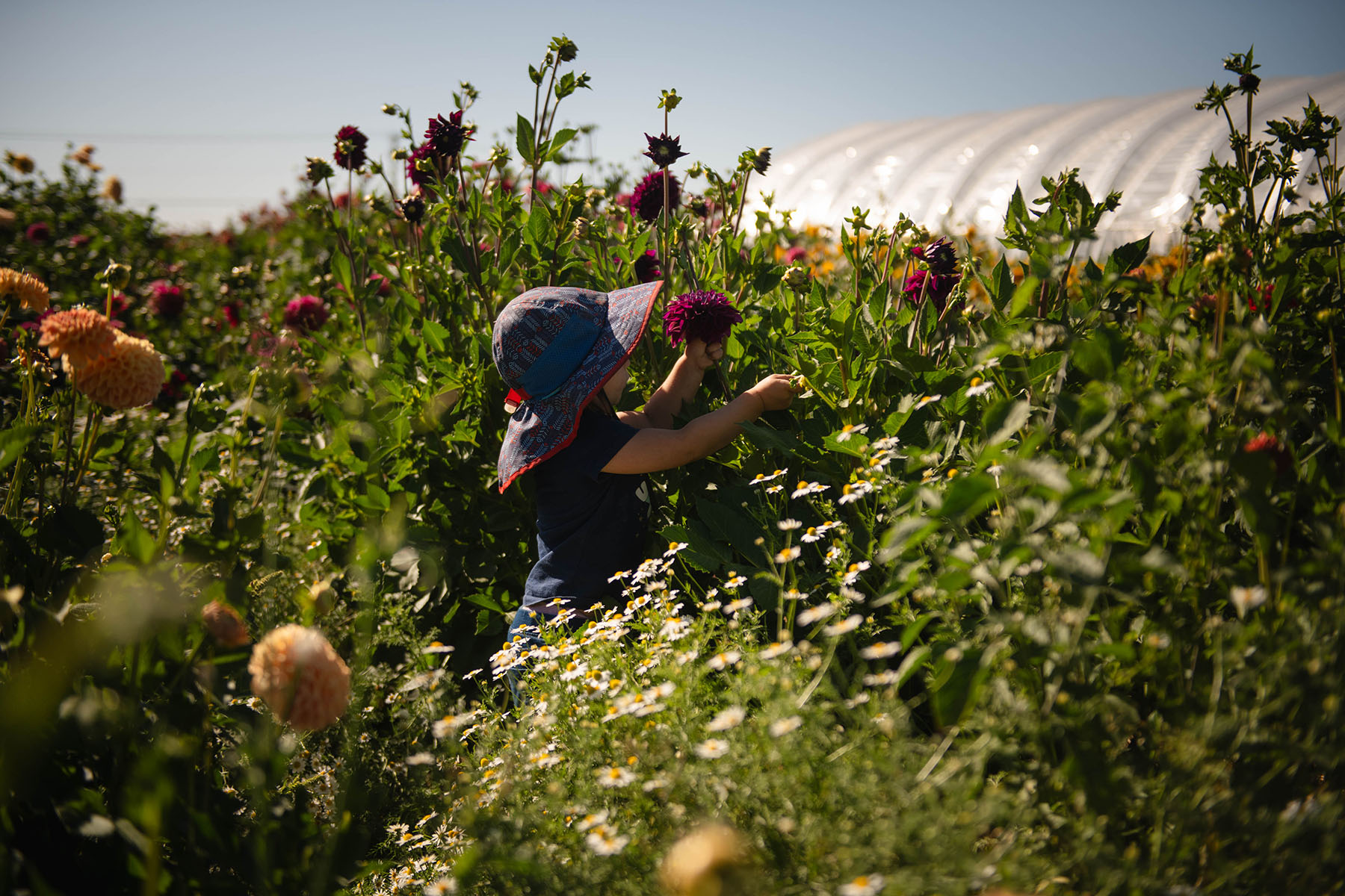 Ayla Slosberg picks flowers on the family farm.