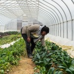A woman farmer inspects her crops inside a greenhouse.