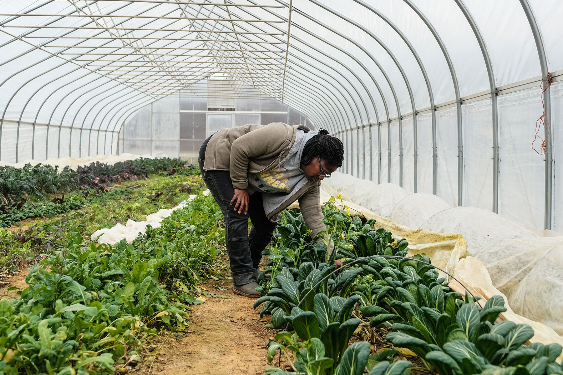 A woman farmer inspects her crops inside a greenhouse.