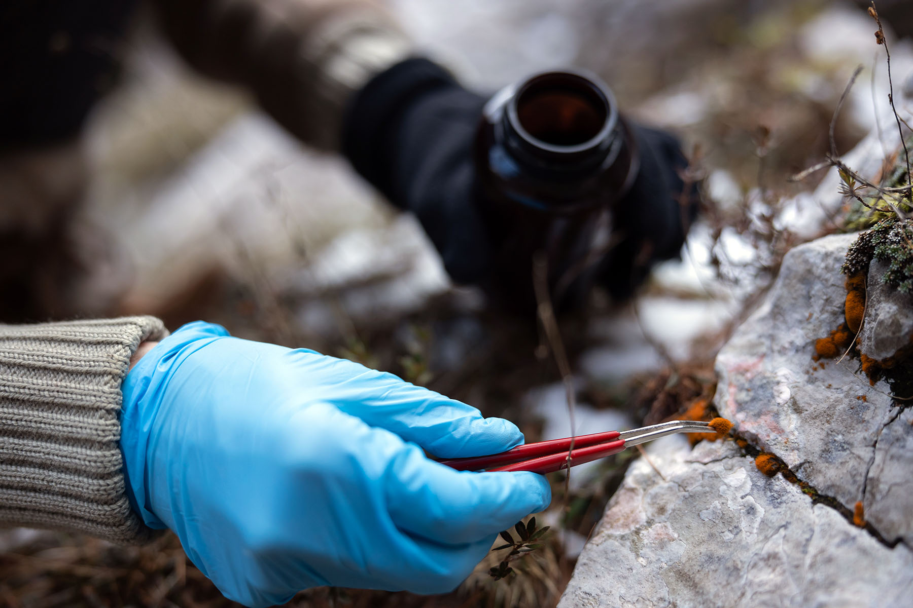 Close-up of Biologist Taking a Sample of a Lichen Growing on Rock.