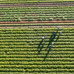 Aerial views of farmworkers in a field.