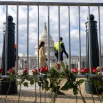 A line of roses lean against a fence with the Capitol building in the background.