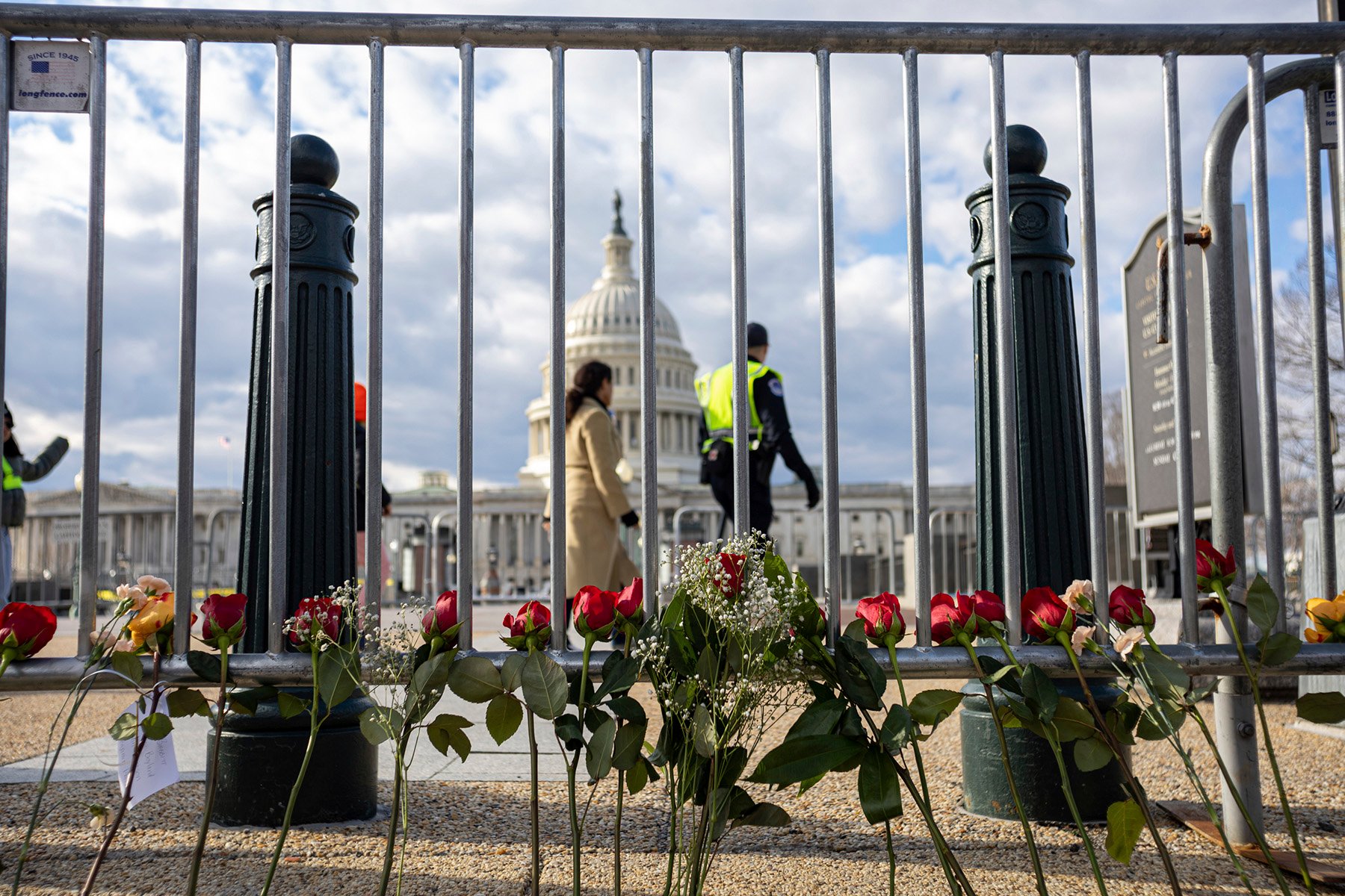 A line of roses lean against a fence with the Capitol building in the background.