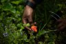 Um fazendeiro toca um morango em sua fazenda.
