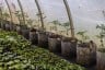 Plants in a greenhouse.