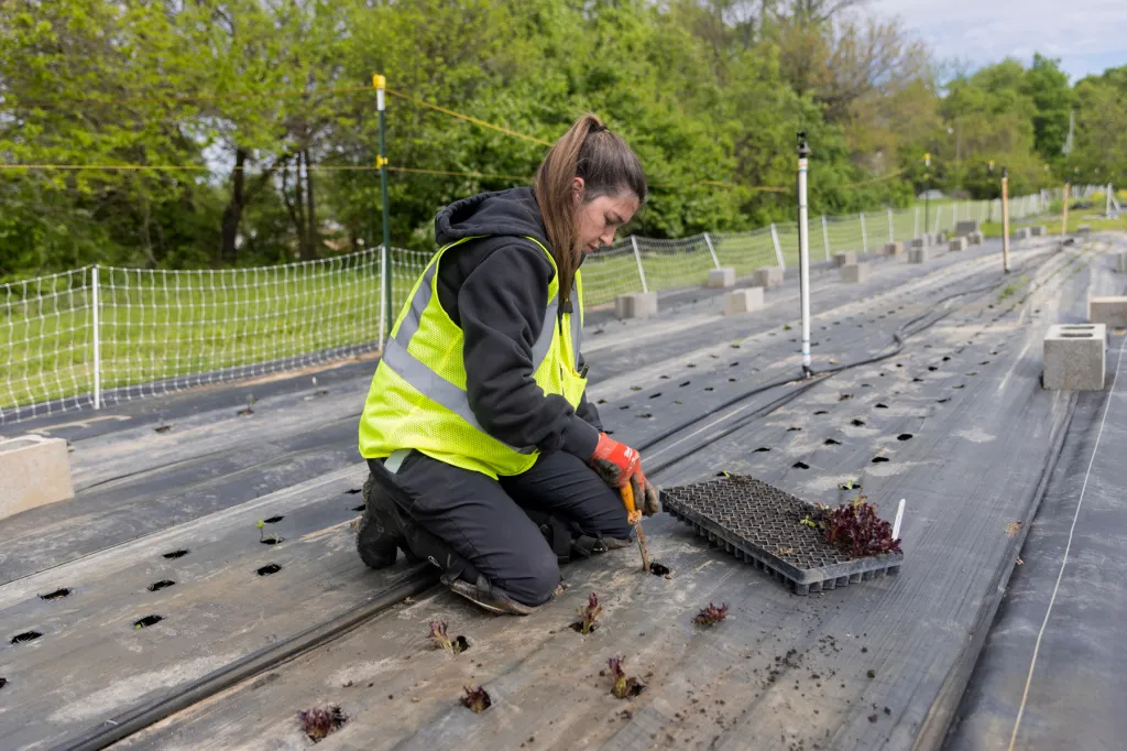 A person plants produce in a field.
