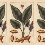 Vintage botanical illustration of a turmeric plant, showing broad green leaves, a red flower spike and orange rhizomes, repeated three times across a cream-colored background.
