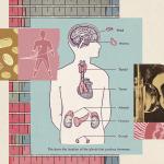 A collage illustration of body imagery various hormone-related imagery and gendered symbolism.