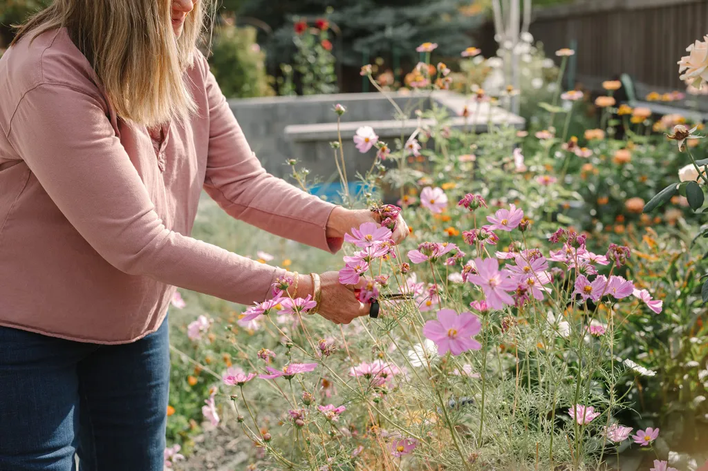 Lisa cuts pink flowers from her sunlit garden.